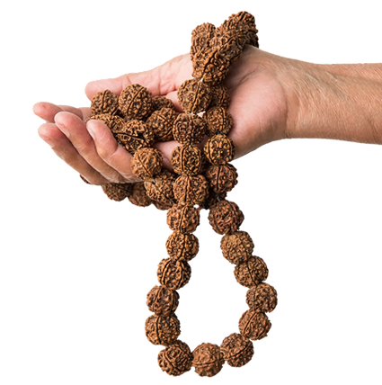 Rudraksha