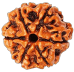 9 Mukhi Rudraksha - Image 1