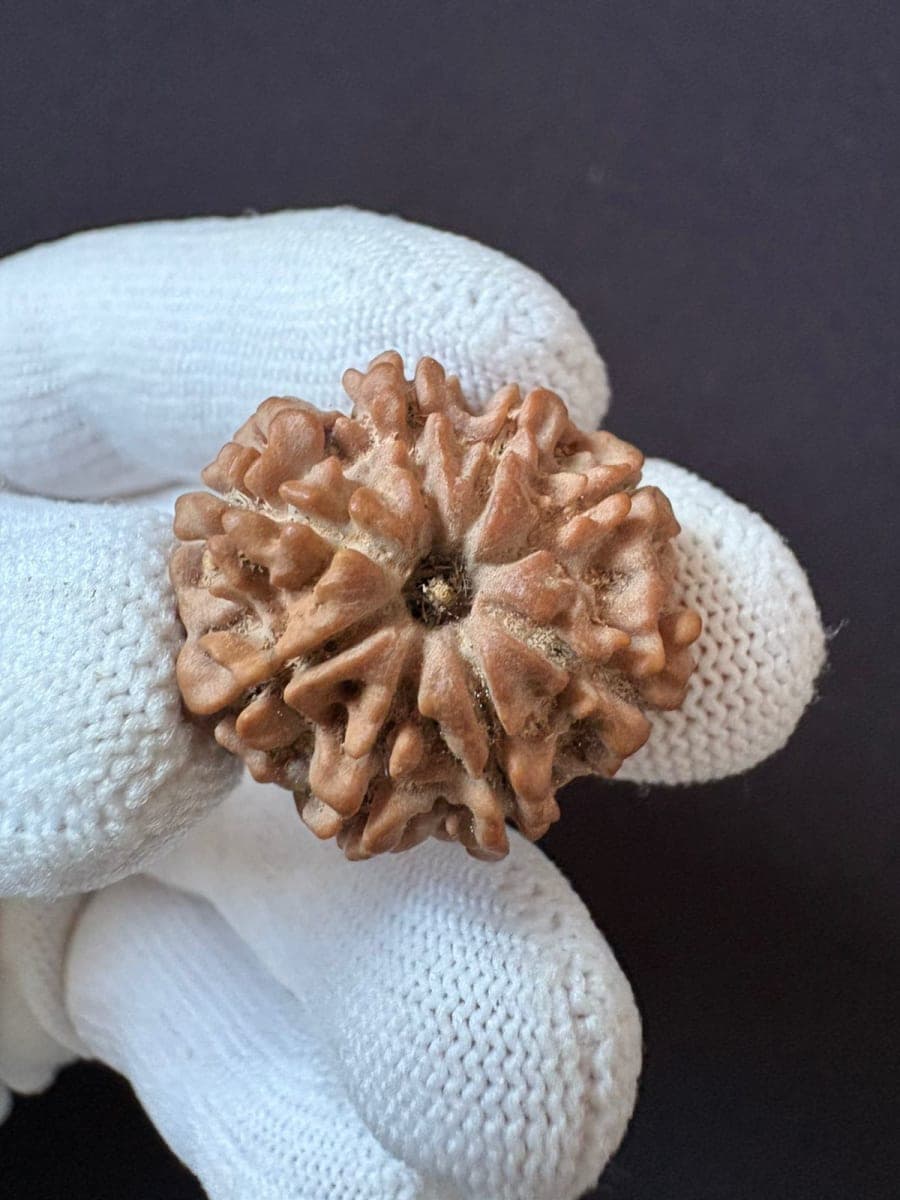 8 Mukhi