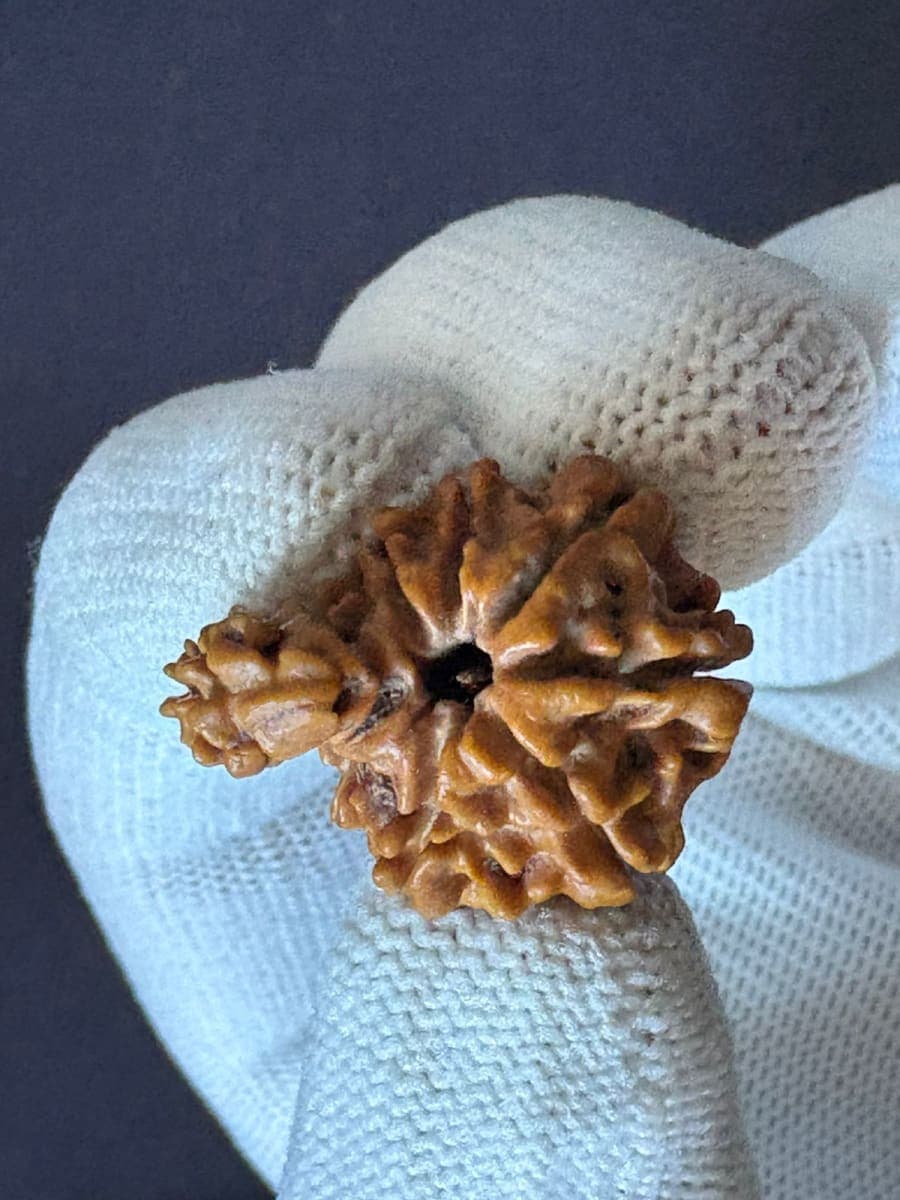 1 mukhi sawar