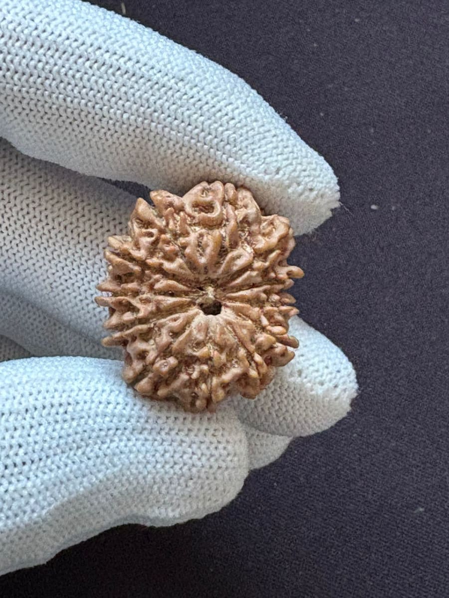12 Mukhi Rudraksha