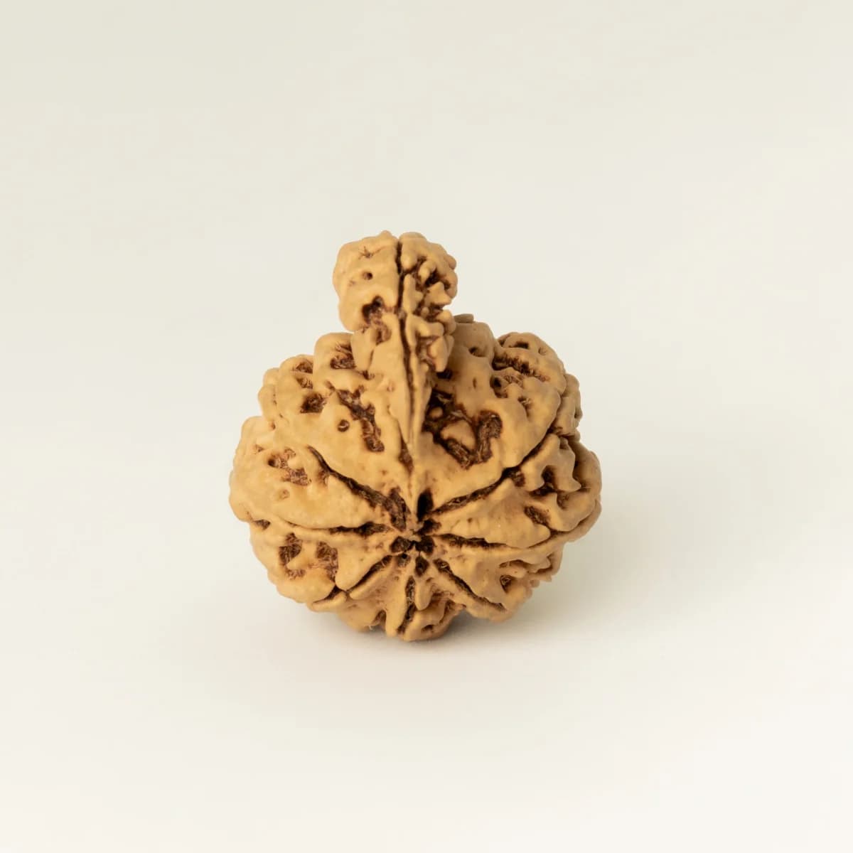 1 Mukhi Sawar Nepali Rudraksha- Rudranntra Rudraksha