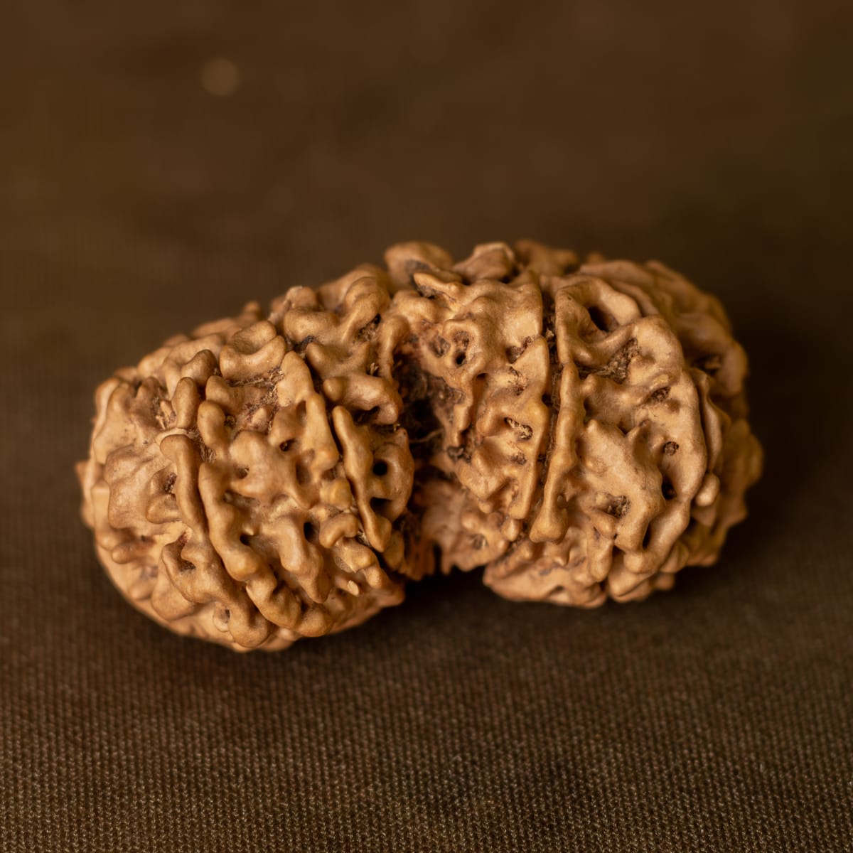 Gauri Shankar Rudraksha