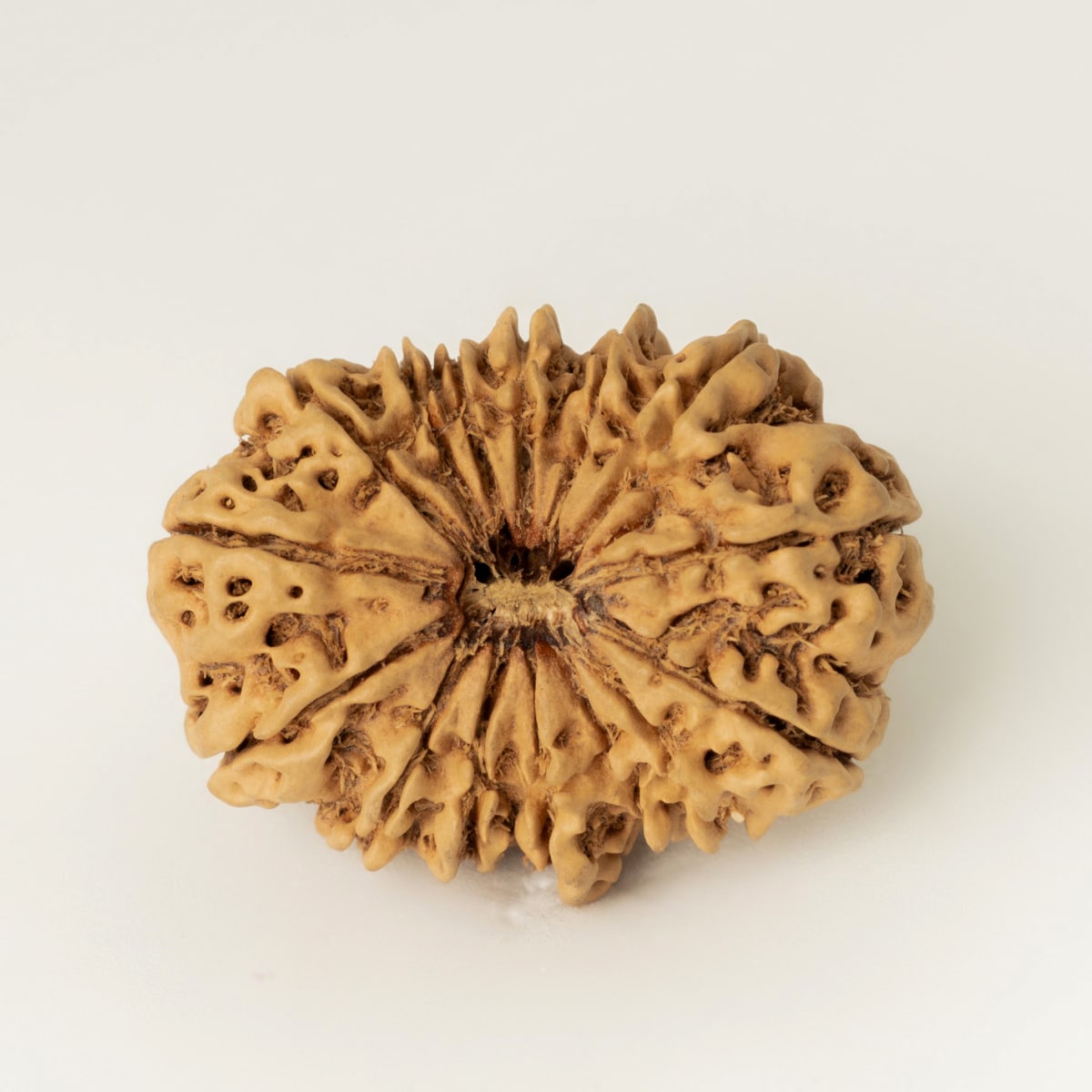 13 Mukhi Rudraksha