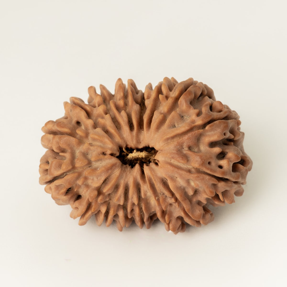 16 Mukhi Rudraksha