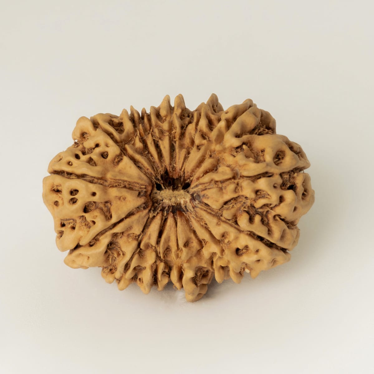 15 Mukhi Rudraksha