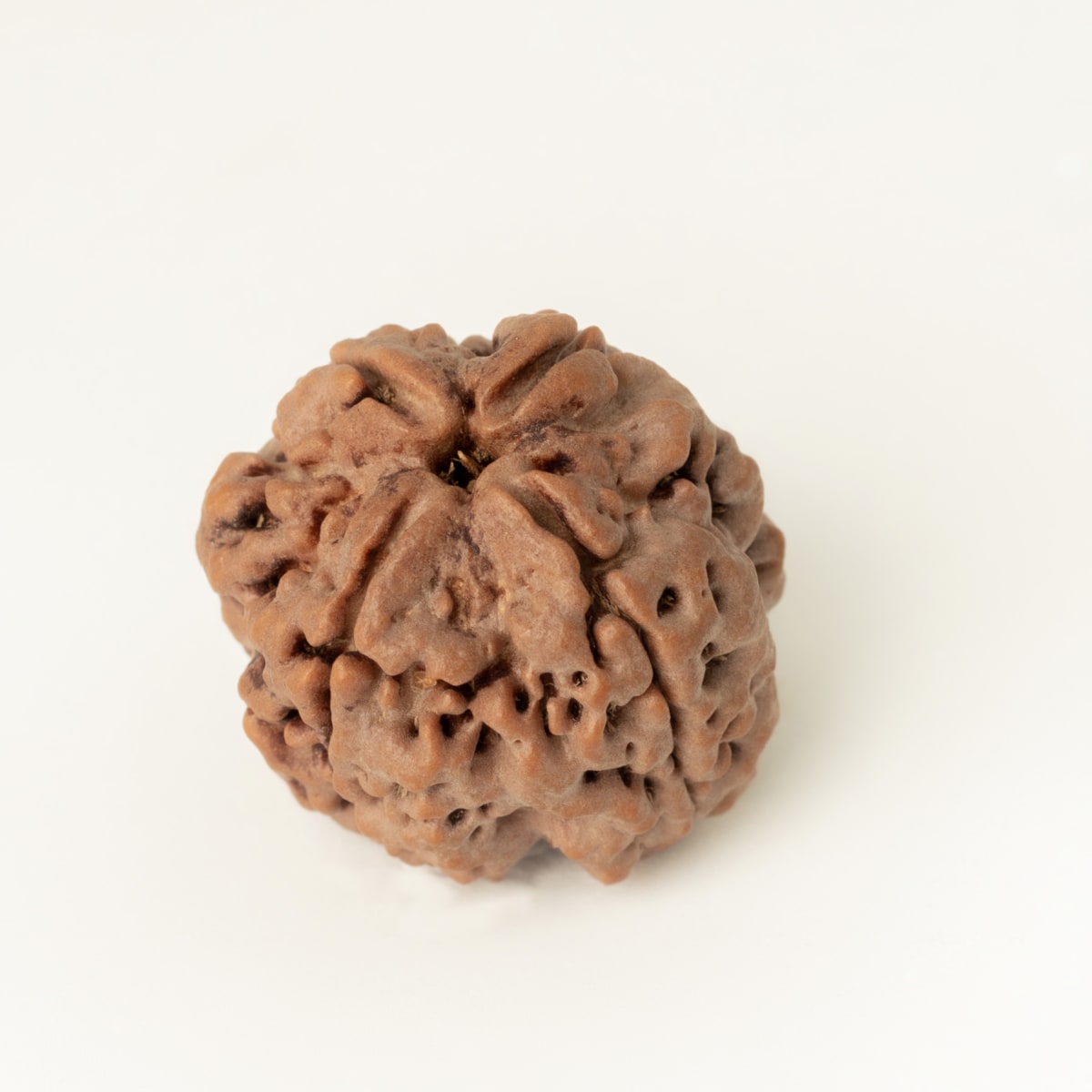 4 Mukhi Rudraksha