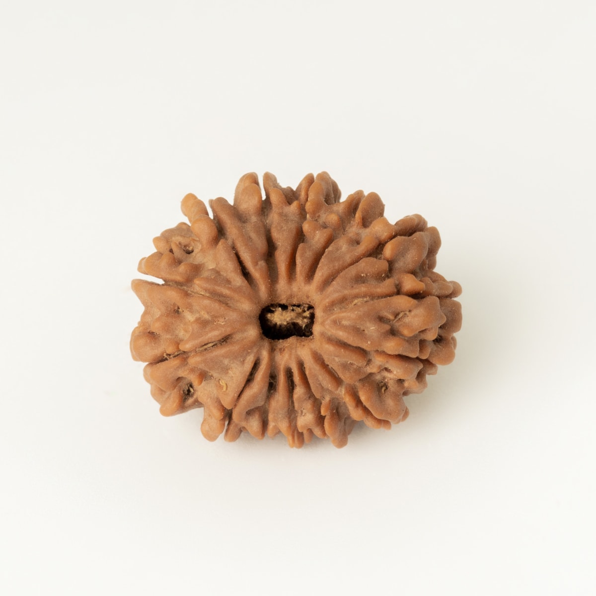 14 Mukhi Rudraksha