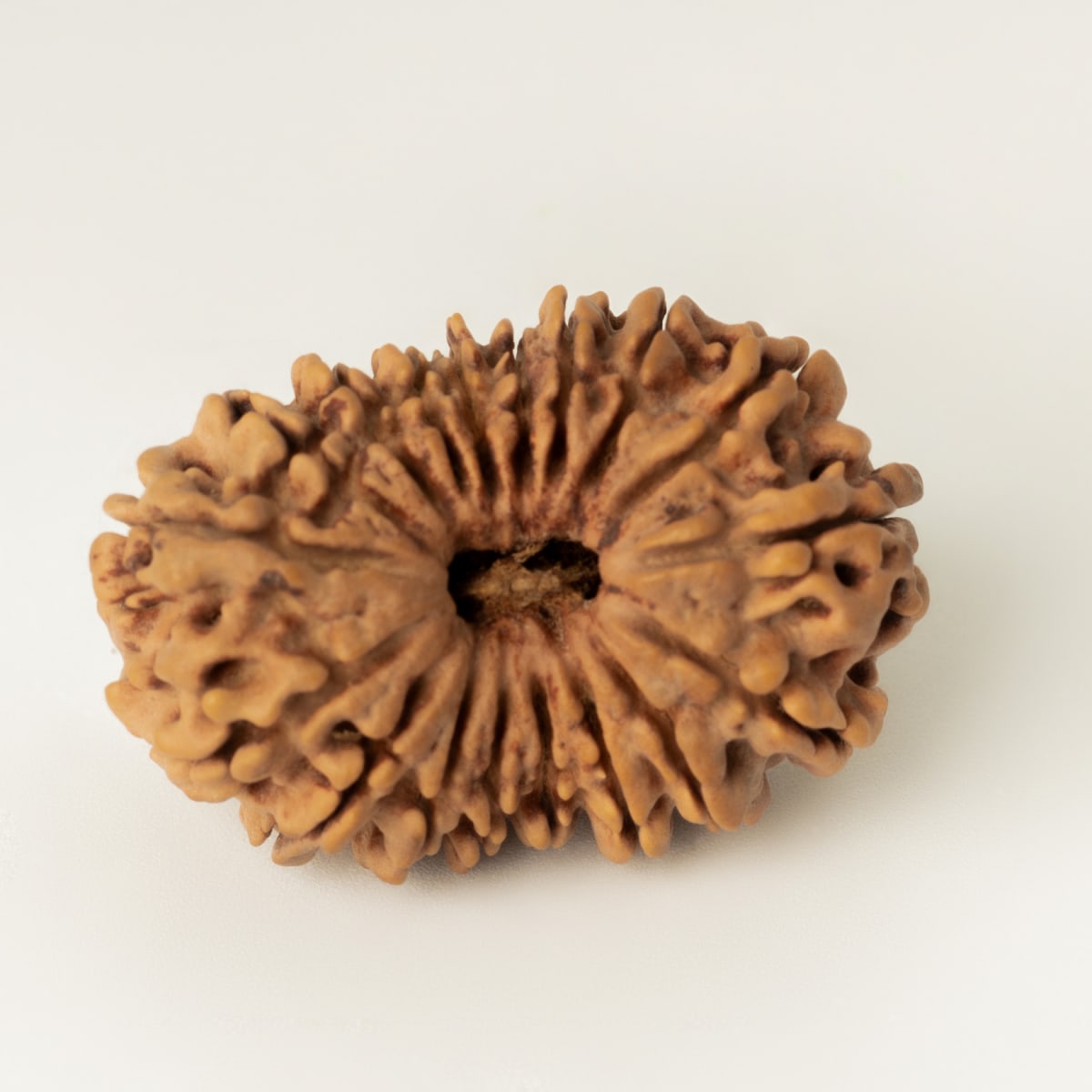 18 Mukhi Rudraksha