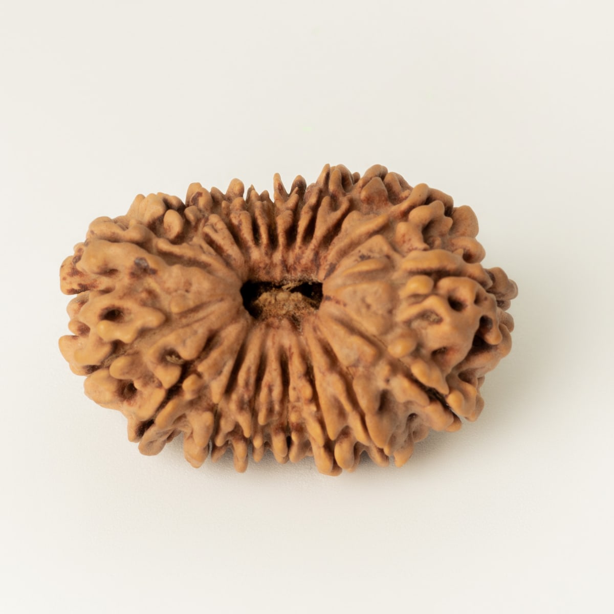 19 Mukhi Rudraksha