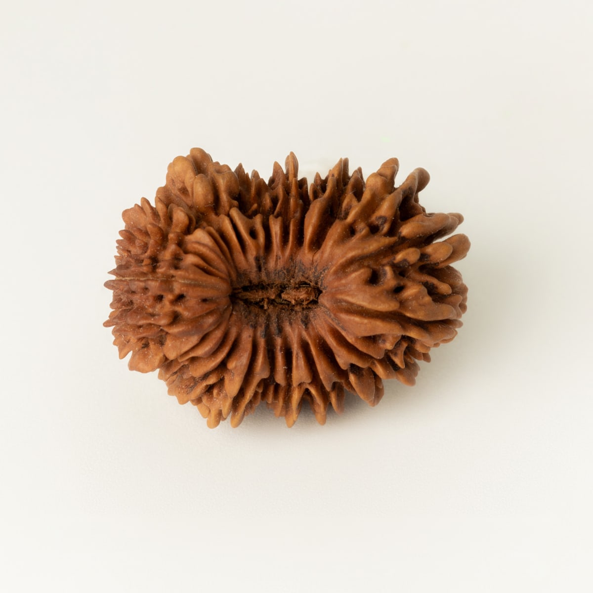 21 Mukhi Rudraksha