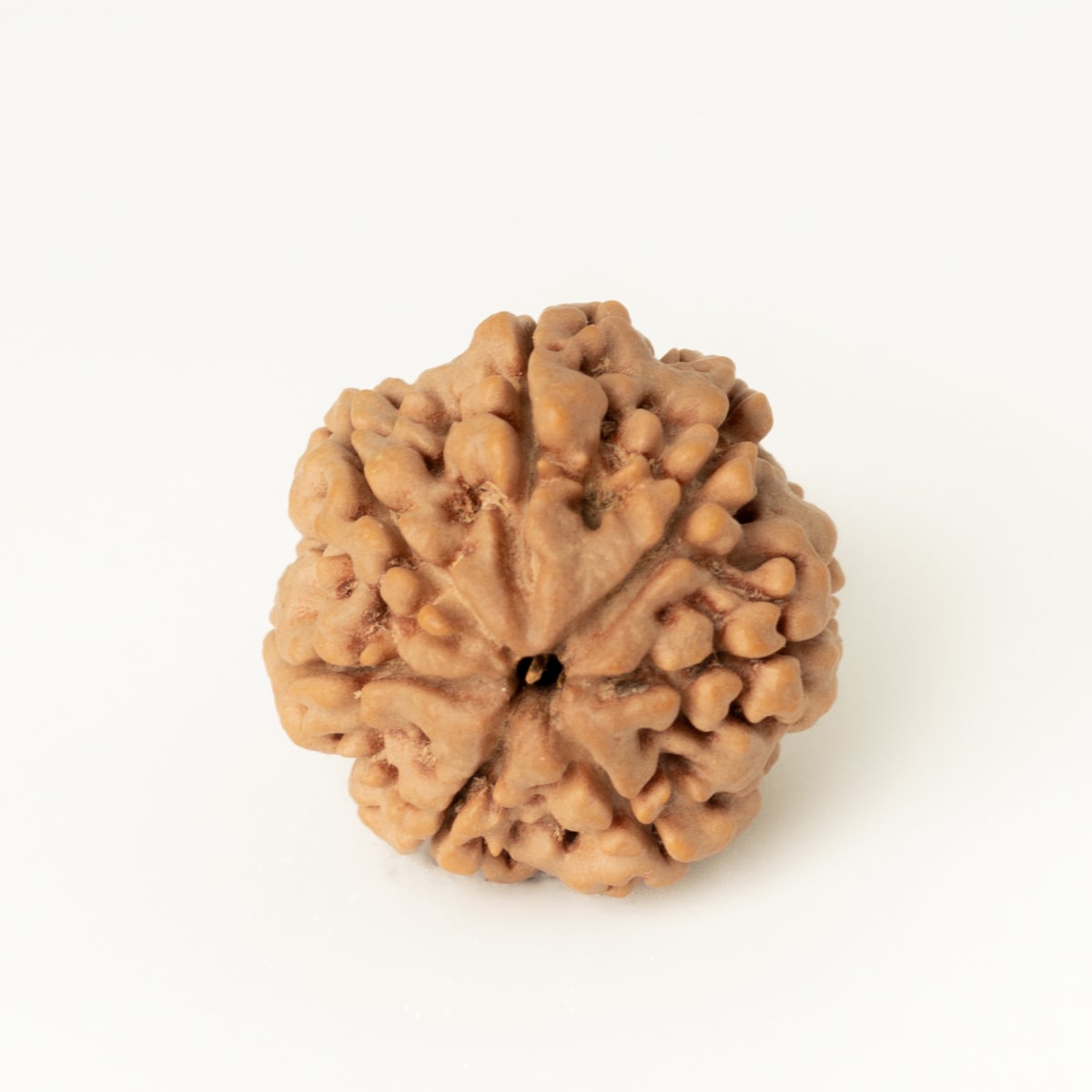 7 Mukhi Rudraksha