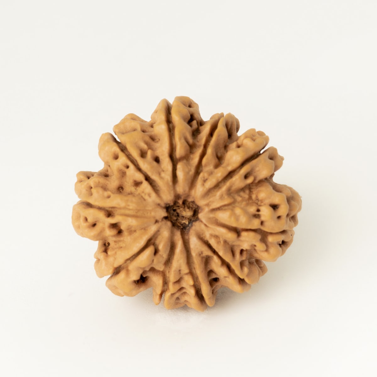 10 Mukhi Rudraksha