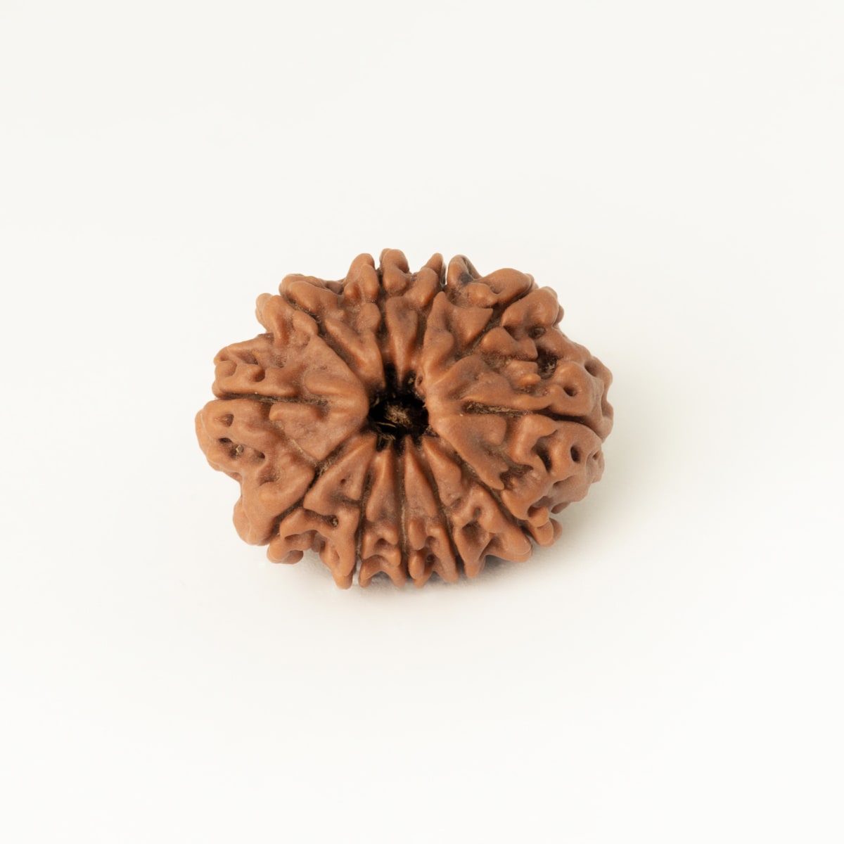 11 Mukhi Rudraksha