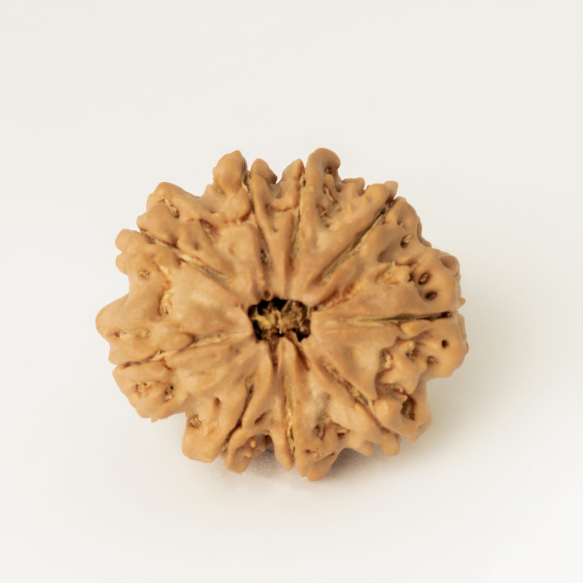 9 Mukhi Rudraksha