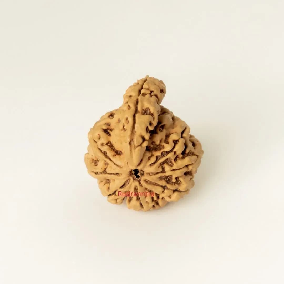 1 Mukhi Sawar Rudraksha