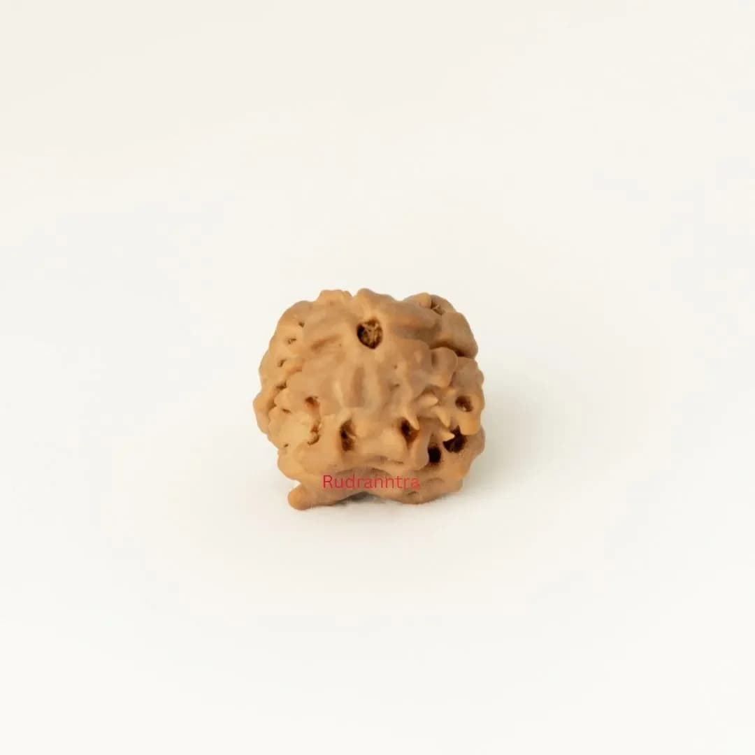 2 Mukhi Rudraksha