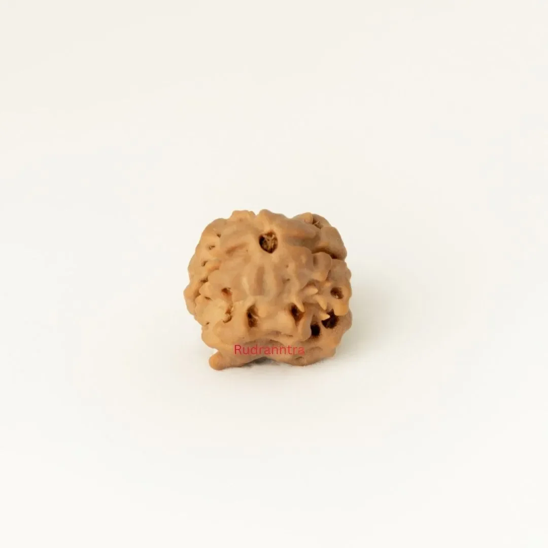 2 Mukhi Rudraksha