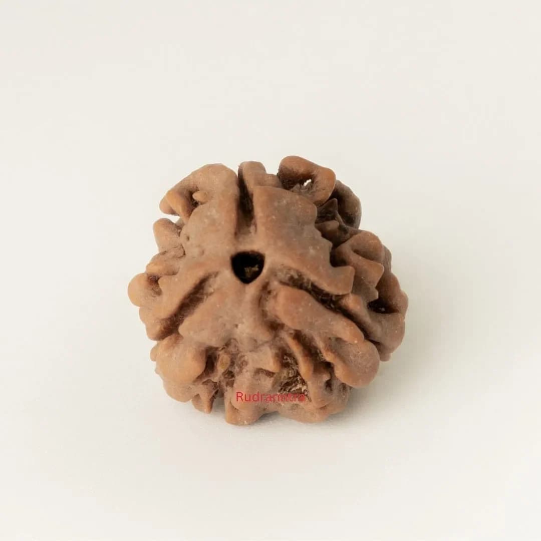 3 mukhi Rudraksha
