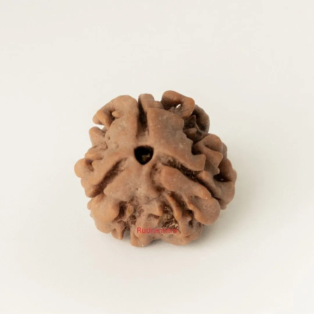 3 Mukhi Rudraksha